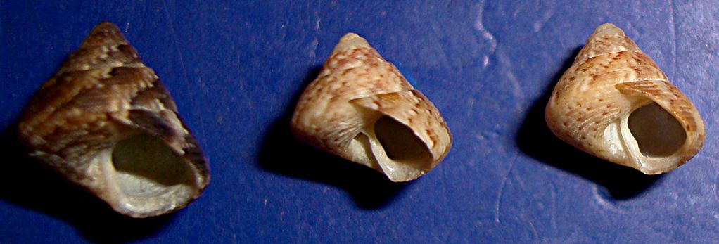 Gibbula da identificare